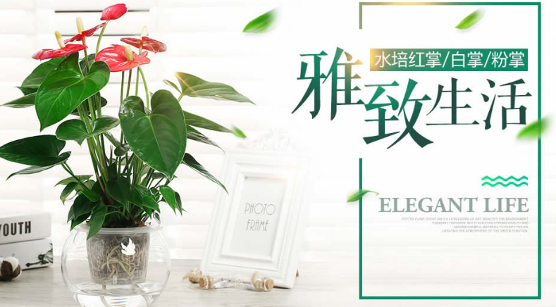 花卉綠植租賃租擺網站建設